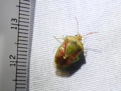 Banasa subcarnea