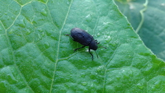 Heterotarsus carinula