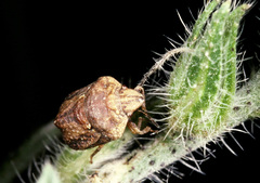 Psacasta tuberculata