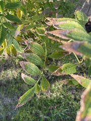 Tecoma fulva guarume