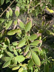 Tecoma fulva guarume