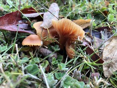 Basidiomycota