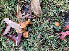 Basidiomycota