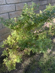 Tecoma fulva guarume