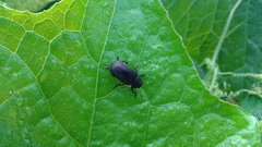 Heterotarsus carinula