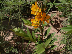 Senna scabriuscula