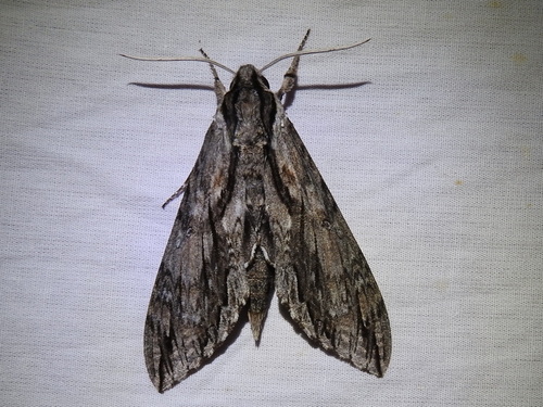 Istar Sphinx photo 5