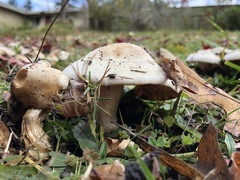 Basidiomycota
