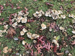 Basidiomycota
