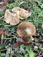 Basidiomycota