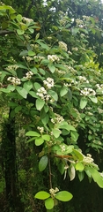 Cotoneaster glaucophyllus