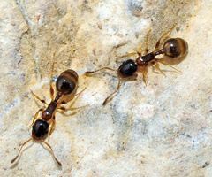 Temnothorax tyndalei