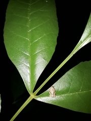 Argyrotaenia sphaleropa