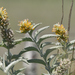 Buddleja tubiflora - Photo (c) Miguel, algunos derechos reservados (CC BY-NC), subido por Miguel