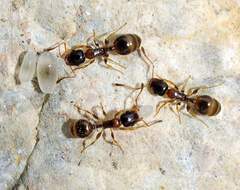 Temnothorax tyndalei