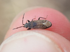 Peritrechus geniculatus