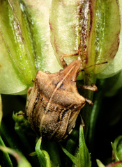 Sternodontus obtusus