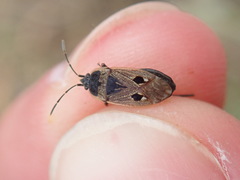 Graptopeltus lynceus