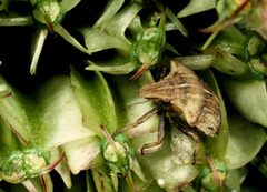 Sternodontus obtusus