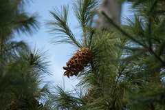 Pinus veitchii