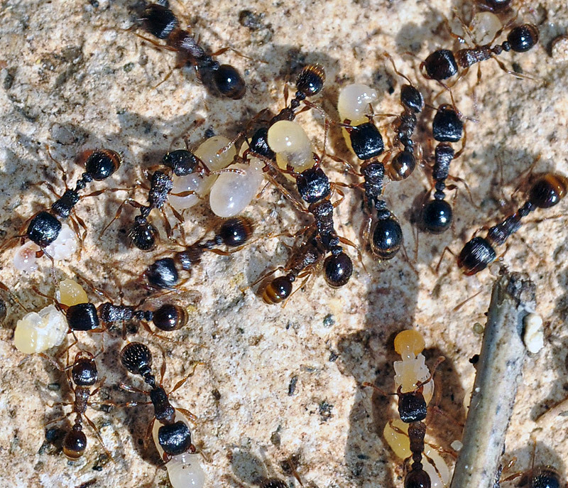 Tetramorium forte