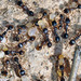 Tetramorium forte - Photo (c) faluke, some rights reserved (CC BY-NC), uploaded by faluke