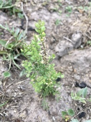 Lepidium auriculatum