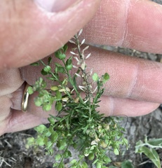 Lepidium auriculatum