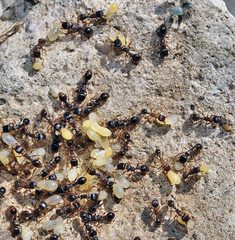 Tetramorium forte
