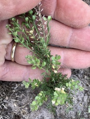 Lepidium auriculatum