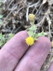 Perityle tenella