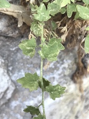 Perityle tenella