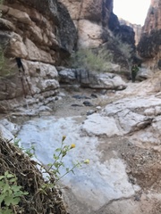 Perityle tenella