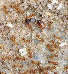 Tetramorium semilaeve