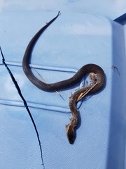 Cacophis squamulosus