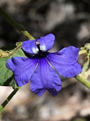 Dampiera hederacea