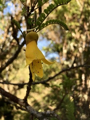 Sophora cassioides