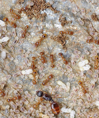 Tetramorium semilaeve