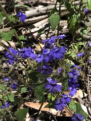 Dampiera hederacea