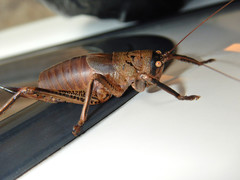 Nesoecia nigrispina