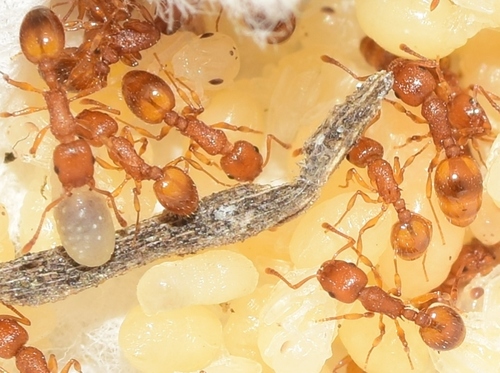 Temnothorax aveliTemnothorax aveli