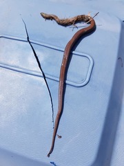 Cacophis squamulosus