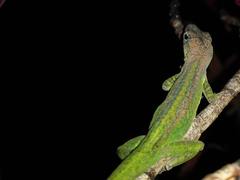 Anolis extremus