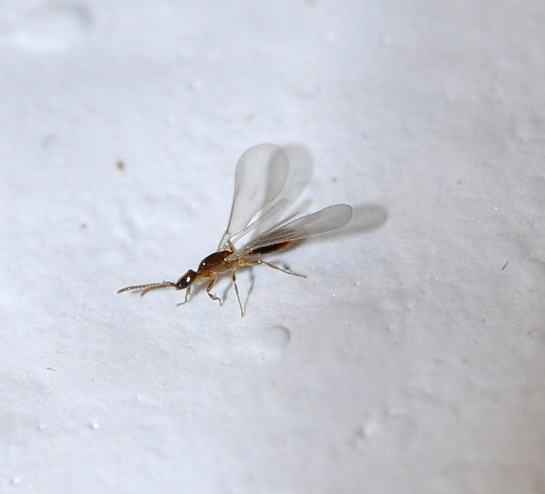 Leptanilla