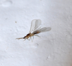 Leptanilla