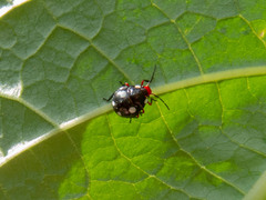 Chinavia erythrocnemis