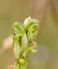 Pterostylis crassicaulis