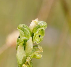 Pterostylis crassicaulis