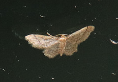 Idaea celtima
