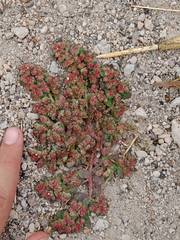 Euphorbia densiflora